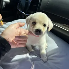 익산시 흰색 믹스견 수컷