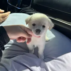 익산시 흰색 믹스견 암컷