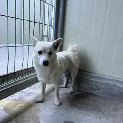 익산시 흰색 믹스견 수컷
