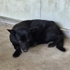 익산시 검정색 믹스견 암컷