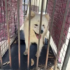 익산시 흰색 믹스견 수컷