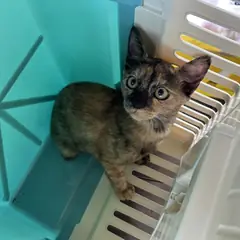익산시 기타(카오스) 한국 고양이 암컷