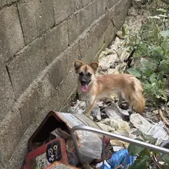 익산시 갈색 믹스견 암컷