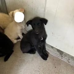익산시 검정색 믹스견 수컷