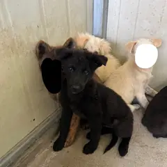 익산시 검정색 믹스견 수컷