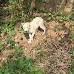 익산시 흰색 믹스견 암컷