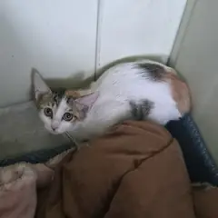 익산시 검은색흰색황토색조합 한국 고양이 암컷