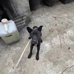 익산시 검정색 믹스견 암컷