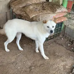 익산시 흰색 믹스견 수컷
