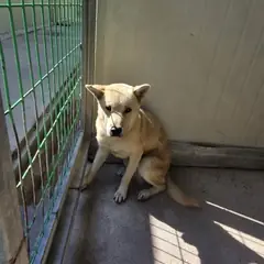익산시 흰색 진도견 수컷