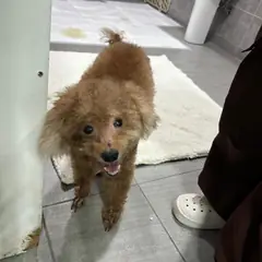 익산시 갈색 푸들 수컷