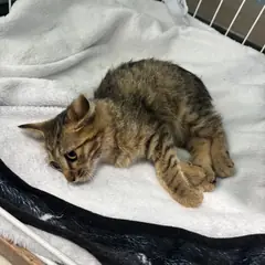 익산시 평행·전체·부분줄무늬 한국 고양이 암컷
