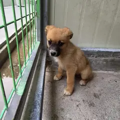 익산시 황갈색 믹스견 수컷