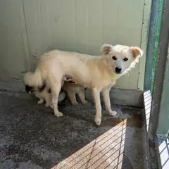 익산시 흰색 믹스견 암컷