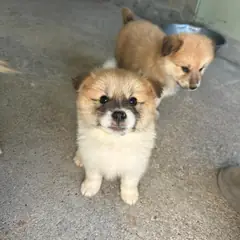 익산시 갈색&검정&흰색 믹스견 암컷