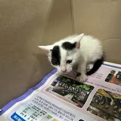 익산시 흰색/검은색 얼룩무늬 한국 고양이 수컷