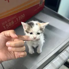 익산시 검은색흰색황토색조합 한국 고양이 암컷
