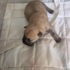 익산시 갈색 믹스견 수컷