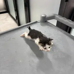 익산시 흰색/검은색 얼룩무늬 한국 고양이 암컷