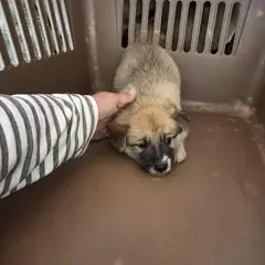 익산시 갈색 믹스견 수컷