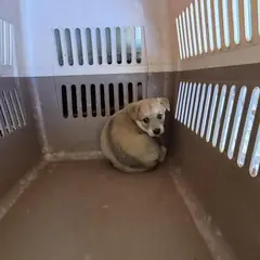 익산시 갈색 믹스견 암컷
