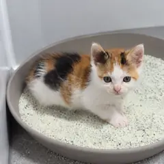 익산시 검은색흰색황토색조합 한국 고양이 암컷