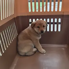 익산시 기타(갈색) 진도견 수컷