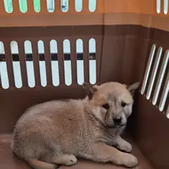 익산시 기타(갈색) 진도견 수컷