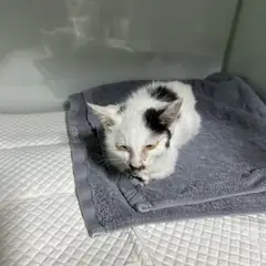 익산시 흰색/검은색 얼룩무늬 한국 고양이 수컷