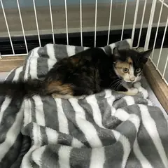 익산시 검은색흰색황토색조합 한국 고양이 암컷