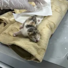익산시 검은색흰색황토색조합 한국 고양이 암컷