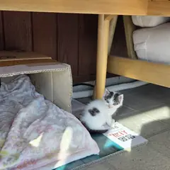 익산시 검은색흰색황토색조합 한국 고양이 암컷