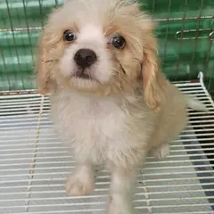 정읍시 레몬색&흰색 믹스견 암컷