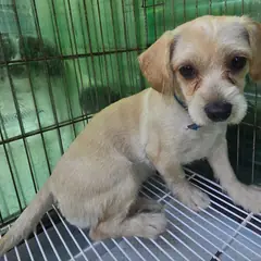 정읍시 크림색 믹스견 암컷
