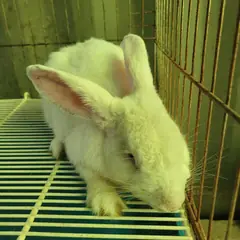 정읍시 기타(흰색) 기타축종 성별 미상