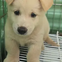 정읍시 흰색 믹스견 수컷