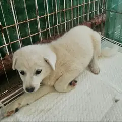 정읍시 흰색 믹스견 수컷