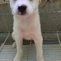 정읍시 흰색 믹스견 수컷