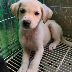 정읍시 흰색 믹스견 암컷