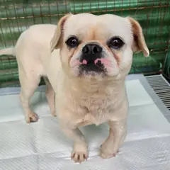 정읍시 크림색 프렌치 불독 수컷
