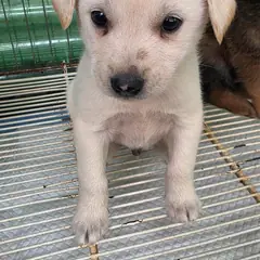 정읍시 흰색 믹스견 수컷