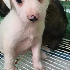 정읍시 흰색 믹스견 수컷