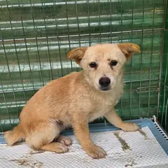 정읍시 황갈색 믹스견 암컷