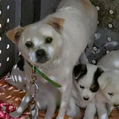 정읍시 흰색 믹스견 암컷