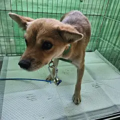 정읍시 갈색&흰색 믹스견 암컷