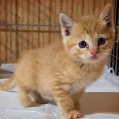 정읍시 레몬색&흰색 한국 고양이 성별 미상