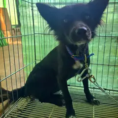 정읍시 검정색 믹스견 암컷