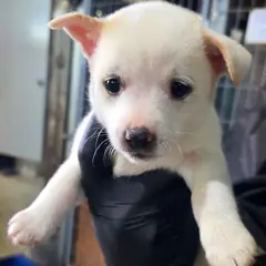 정읍시 흰색 믹스견 수컷