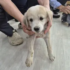 남원시 기타(믹스) 믹스견 수컷
