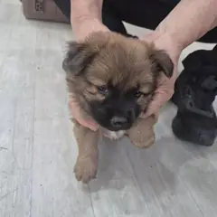 남원시 기타(믹스) 믹스견 수컷